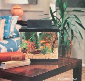 Aquarium Basics: The Essential Guide to a Healthy, Thriving Tank