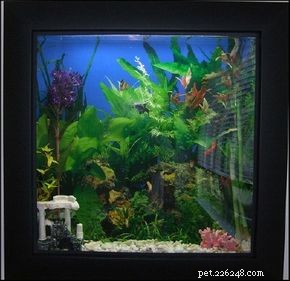 Aquarium Basics: The Essential Guide to a Healthy, Thriving Tank