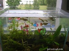 How to Choose the Right Aquarium Equipment: A Professional Guide