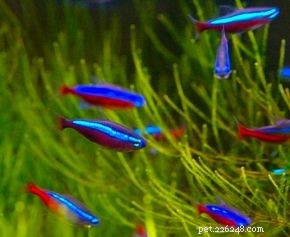 How to Choose the Right Aquarium Equipment: A Professional Guide