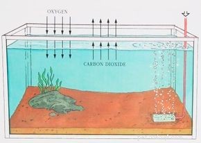 How to Choose the Right Aquarium Equipment: A Professional Guide