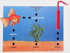How to Choose the Right Aquarium Equipment: A Professional Guide