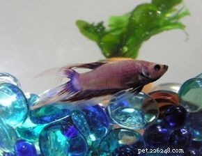 How to Choose the Right Aquarium Equipment: A Professional Guide