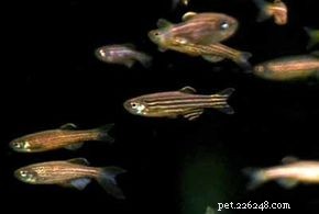 How to Choose the Right Aquarium Equipment: A Professional Guide