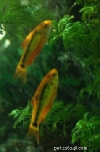 How to Choose the Right Aquarium Equipment: A Professional Guide