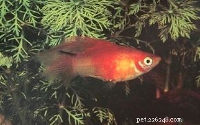 How to Choose the Right Aquarium Equipment: A Professional Guide