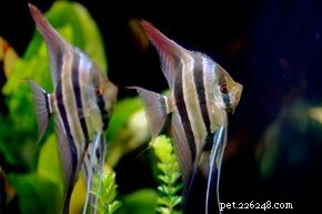 Expert Guide: Set Up Your Aquarium in Minutes