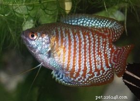 Expert Guide: Set Up Your Aquarium in Minutes