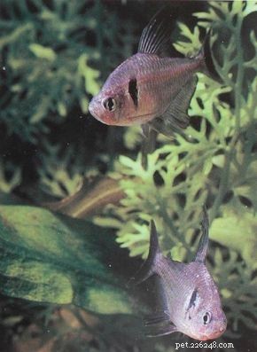 Expert Guide: Set Up Your Aquarium in Minutes