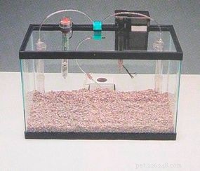 Expert Guide: Set Up Your Aquarium in Minutes