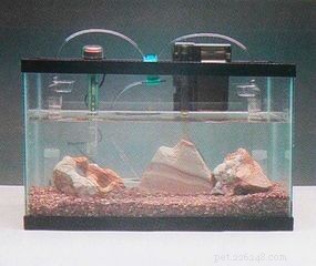 Expert Guide: Set Up Your Aquarium in Minutes