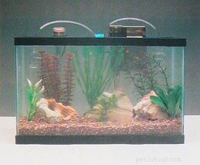 Expert Guide: Set Up Your Aquarium in Minutes