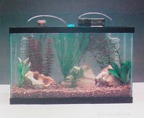 Expert Guide: Set Up Your Aquarium in Minutes