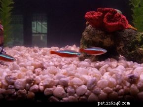 Cardinal Tetra (Paracheirodon axelrodi) – Care, Tank Requirements & Aquarium Tips