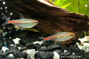 Glowlight Tetra – Vibrant Hemigrammus erythrozonus for Thriving Aquariums