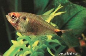 Hemigrammus Ocellifer: The Vibrant Head & Tail Light Tetra