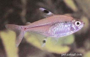 X‑Ray Tetra (Pristella maxillaria): Beginner‑Friendly, Fast‑Swimming Community Fish