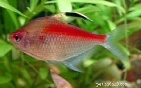 Bleeding Heart Tetra (Hyphessobrycon erythrostigma): Care, Tankmates, and Water Requirements