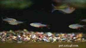 Bloodfin Tetra Care Guide: Tips for a Healthy, Vibrant Community Fish