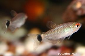 Red‑Eye Tetra (Moenkhausia sanctaefilomenae): Care Guide & Tankmates