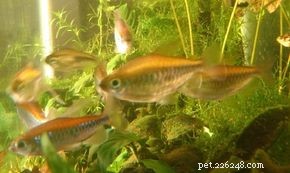 Congo Tetra (Phenacogrammus interruptus) – African Aquarium Fish