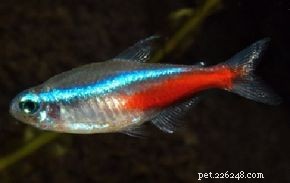Neon Tetra (Paracheirodon innesi): Vibrant, Low‑Maintenance Aquarium Fish