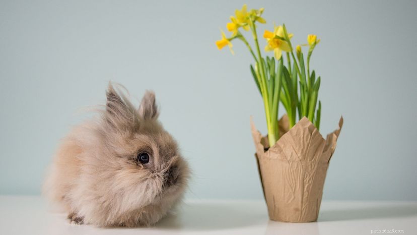 Are Lionhead Rabbits the Ideal Pet? Explore Their Luxurious Fur, Gentle Nature, and Care Essentials