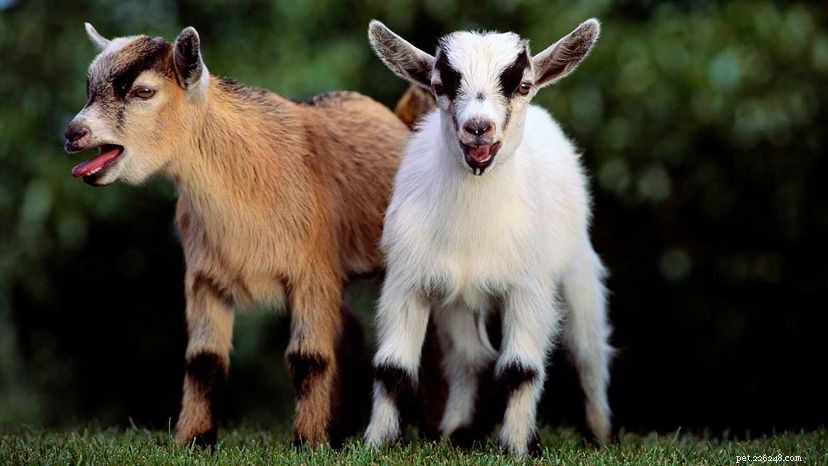 Pygmy Goats Are Gaining Popularity as Man’s New Best Friend