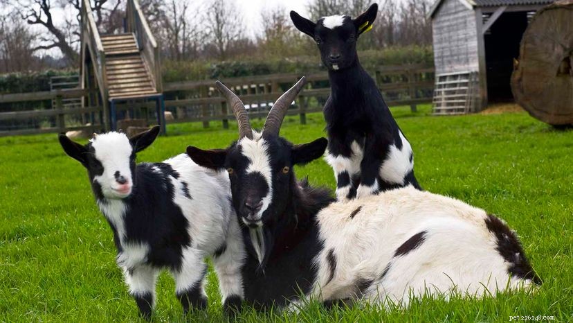 Pygmy Goats Are Gaining Popularity as Man’s New Best Friend