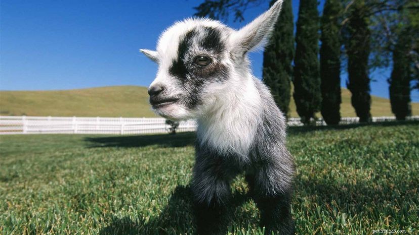Pygmy Goats Are Gaining Popularity as Man’s New Best Friend