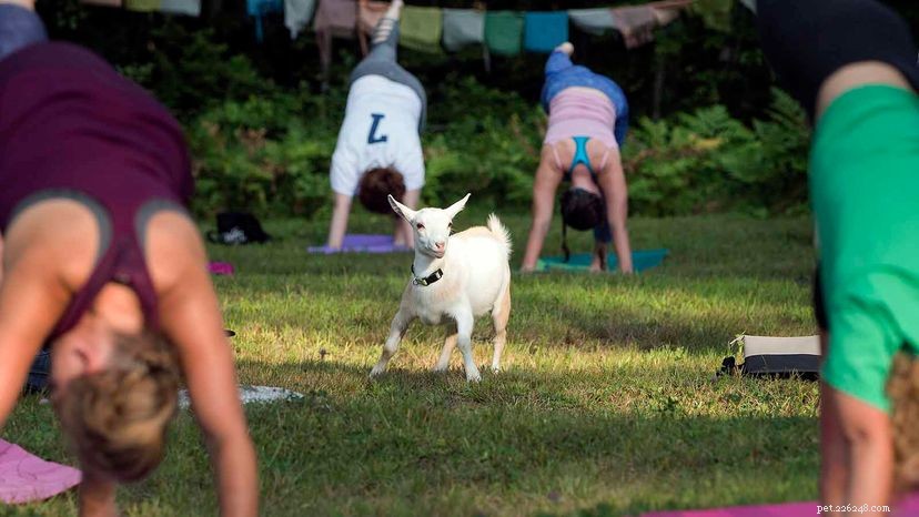 Pygmy Goats Are Gaining Popularity as Man’s New Best Friend