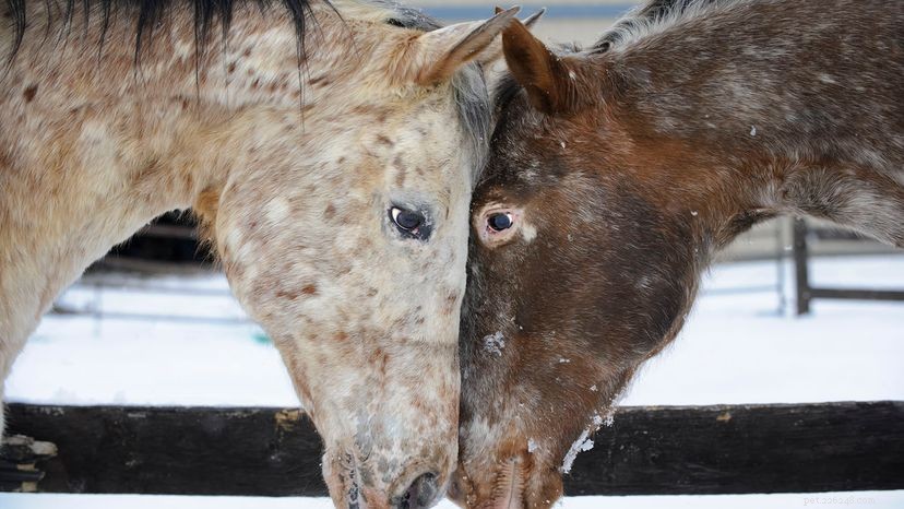 Appaloosa Coat Patterns Explained: Why Spotting Is Not Universal