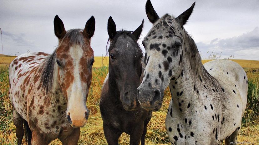 Appaloosa Coat Patterns Explained: Why Spotting Is Not Universal