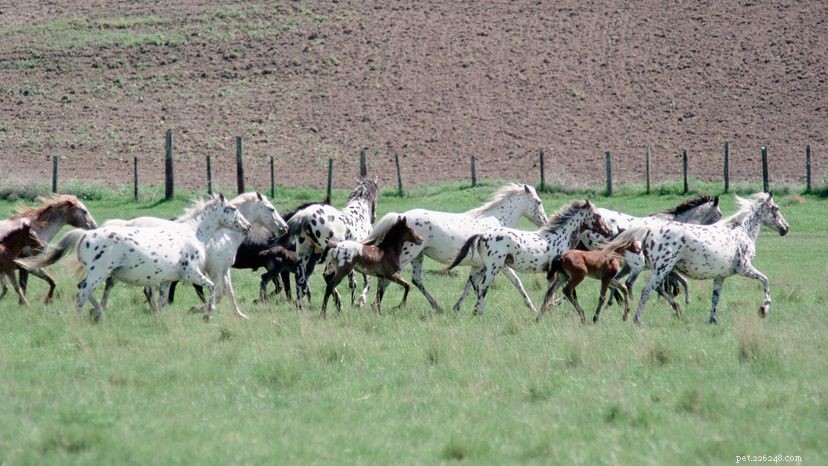 Appaloosa Coat Patterns Explained: Why Spotting Is Not Universal