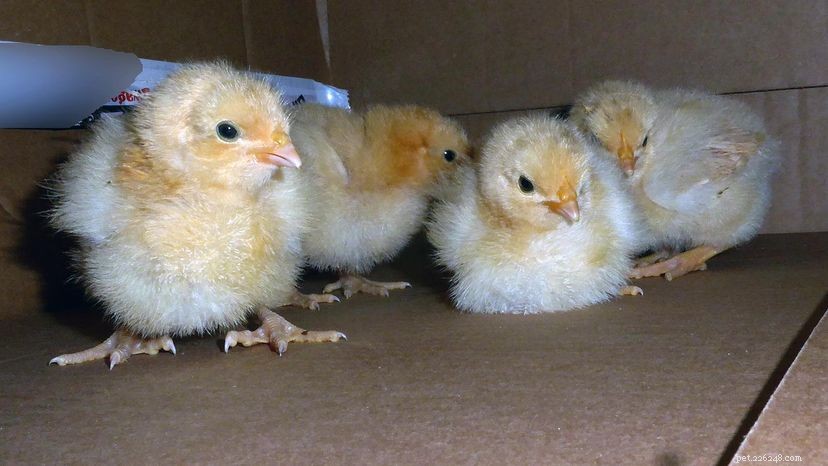 Why Backyard Chickens Make Great Egg‑Producing Pets