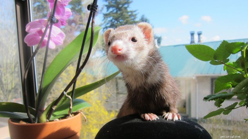 Ferrets: Playful, Loyal, and Loving Companions for the Discerning Owner