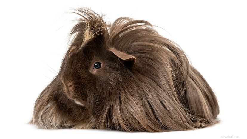 The Benefits of Owning Guinea Pigs: A Trusted Guide