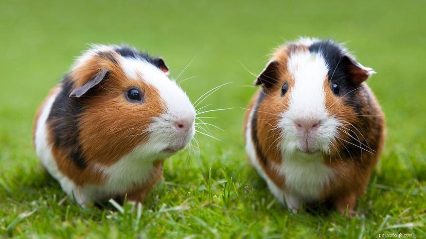 The Benefits of Owning Guinea Pigs: A Trusted Guide