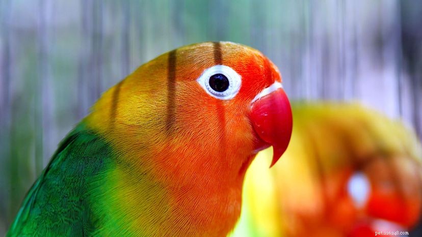 7 Fascinating Insights Into Lovebirds: What Makes Them Great Pets