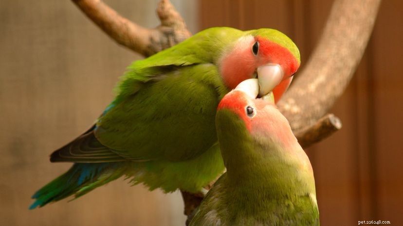 7 Fascinating Insights Into Lovebirds: What Makes Them Great Pets
