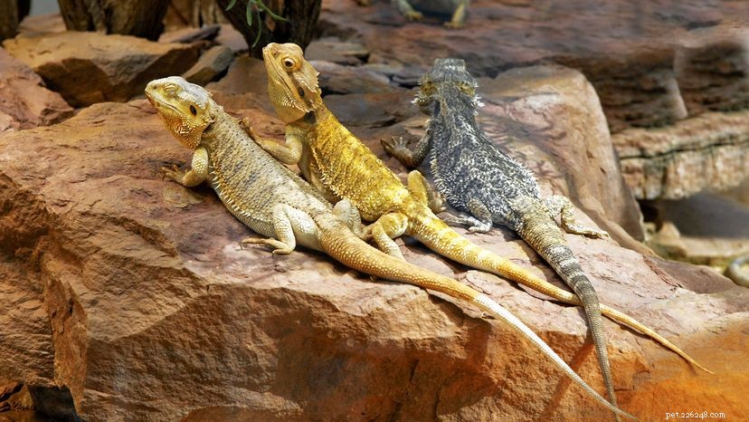 Bearded Dragons: The Low‑Maintenance, Vibrant Pet You’ll Love