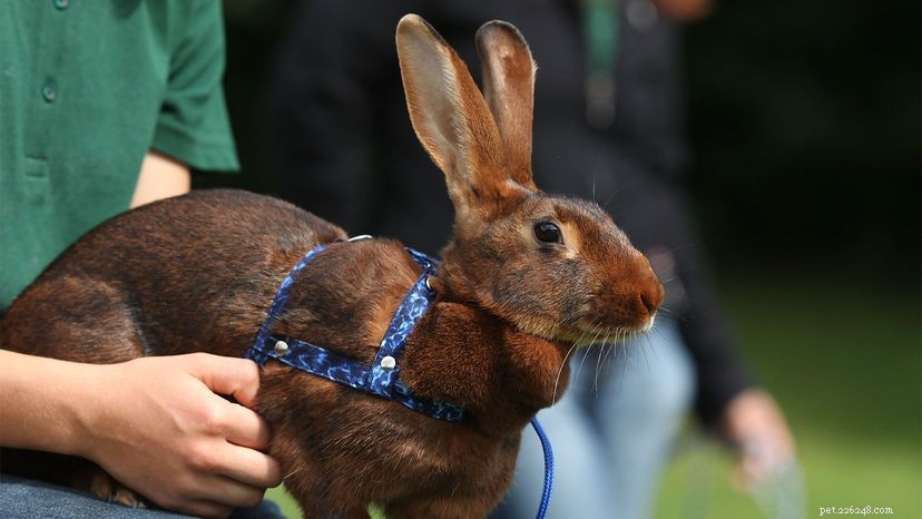 Raising a Pet Rabbit: 4 Essential Tips Before You Adopt