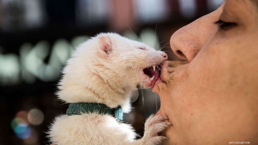 Should You Kiss Your Pets on the Mouth? A Health & Safety Guide