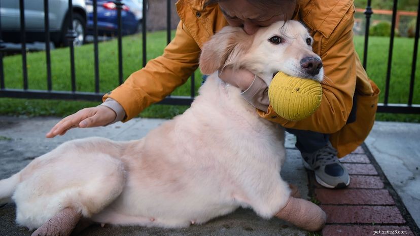 8 Expert Tips for a Smooth Pet Adoption Journey