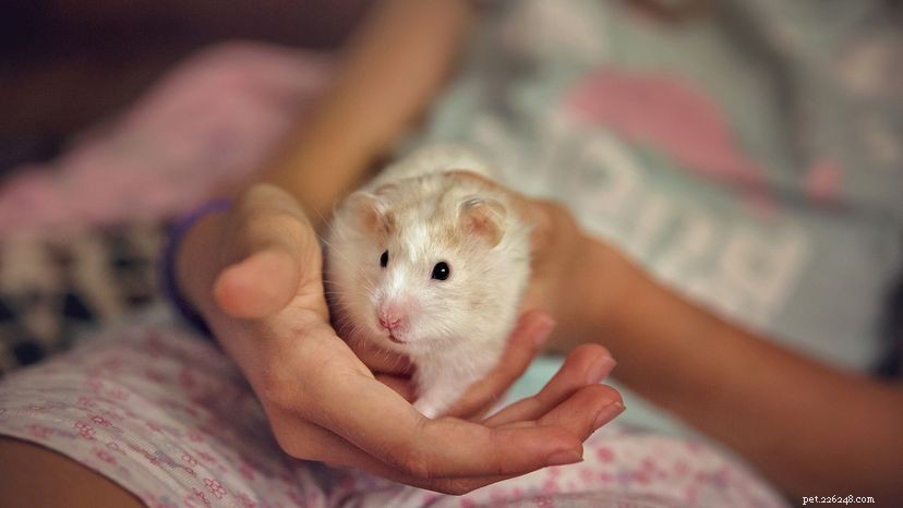 How to Stop Hamsters from Biting: A Practical Guide for Pet Owners