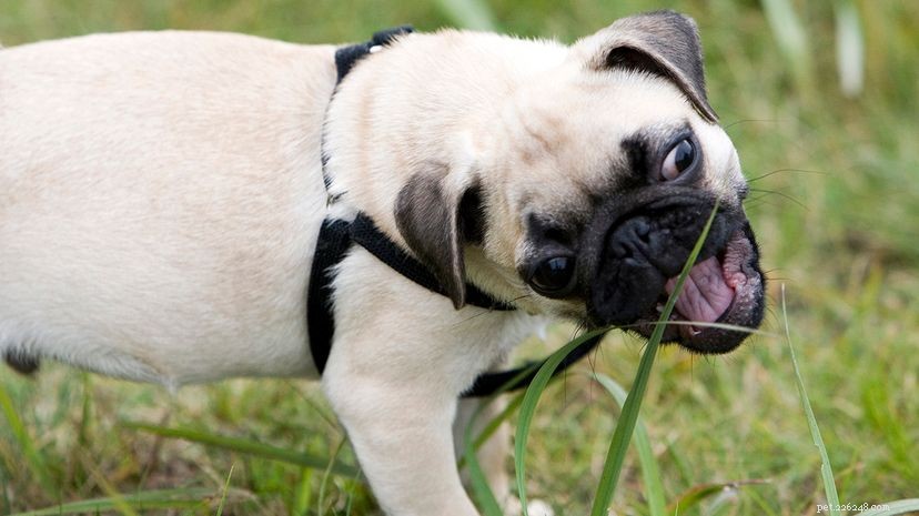 Why Dogs and Cats Eat Grass: The Science Behind Their Unexpected Appetite