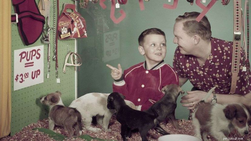 Why Pets Are Vanishing From U.S. Pet Stores