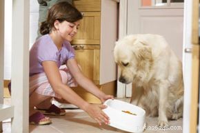 How a Dog’s Nutritional Needs Change with Age
