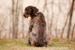 How a Dog’s Nutritional Needs Change with Age