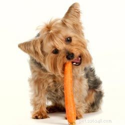 10 Essential Fruits & Vegetables for Optimal Canine Nutrition